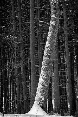 Edge of the Spruce Forest, Morton Arboretum, Lisle, IL