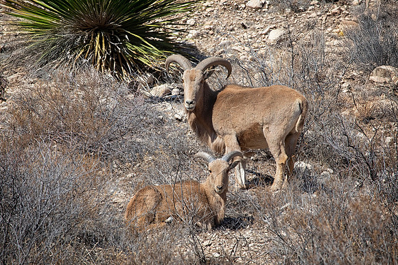 Barbary Sheep