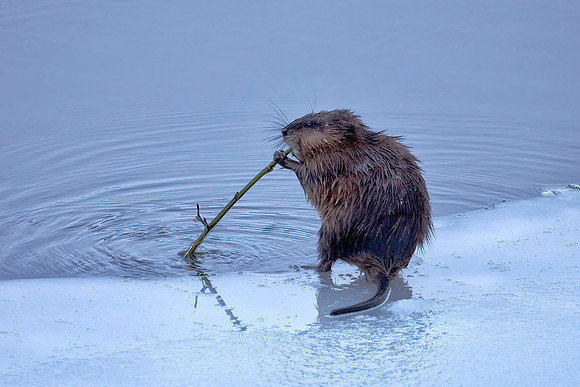 Woodchuck Munching a Stick