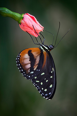 Spotted Tiger Glassywing (Tythoria tarricina)