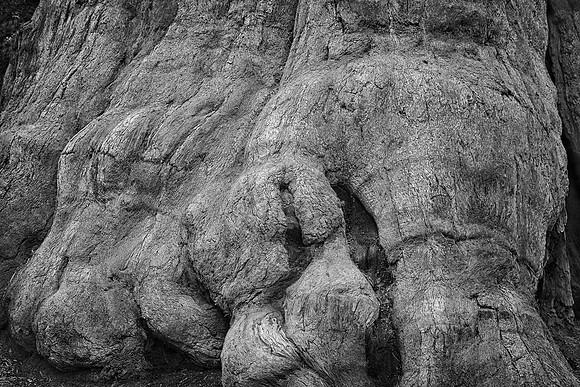 General Sherman's Foot, Sequoia National Park, CA
