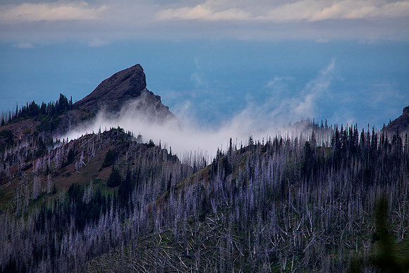 Unicorn Horn, Hurricane Ridge, Olympic National Park, WA