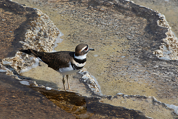 Killdeer