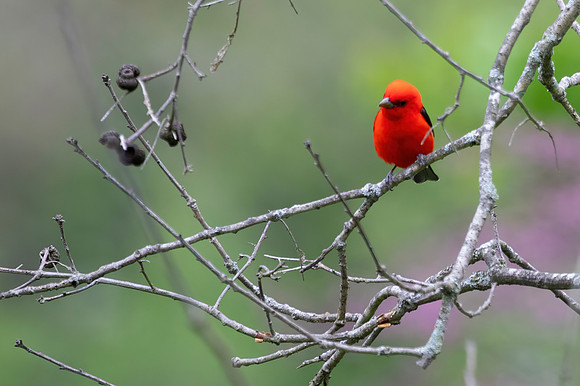 Scarlet Tanager, Male