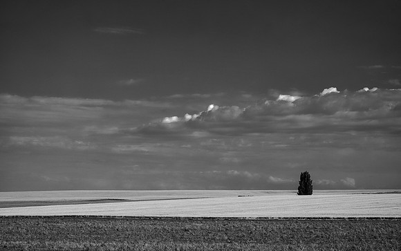 Tree on the Horizon, Cloverland Rd, Asotin, WA