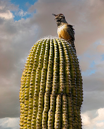 Cactus Wren on Saguaro