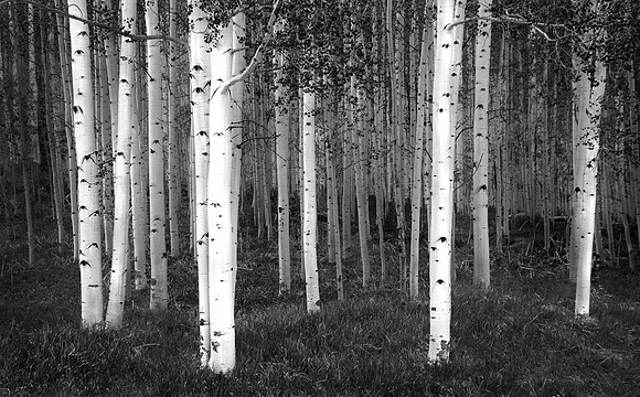 Aspen Grove, Maroon Bells Wilderness, Aspen, Colorado