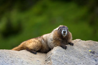 Hoary Marmot