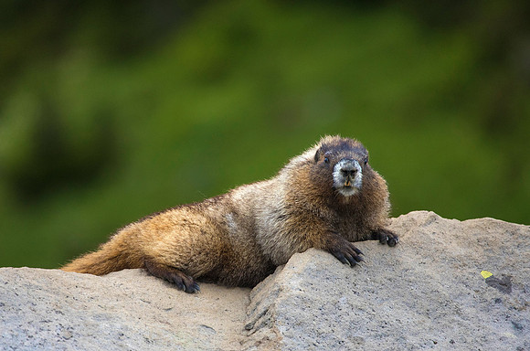 Hoary Marmot