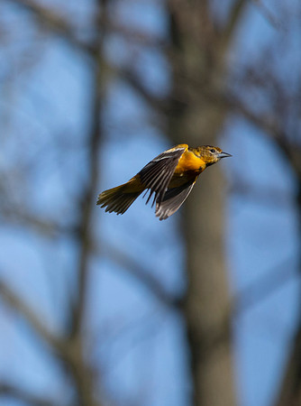 Female Baltimore Oriole in Flight