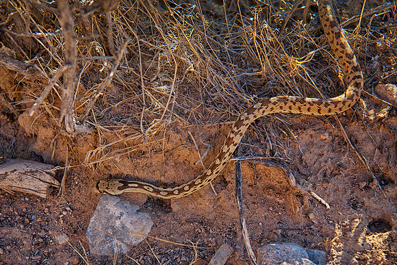 Gopher Snake
