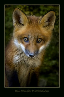 Fox Kit, Starved Rock State Park, LaSalle County, IL