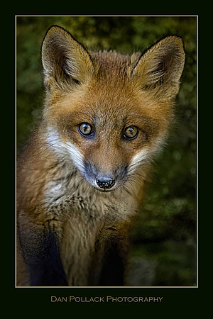 Fox Kit, Starved Rock State Park, LaSalle County, IL