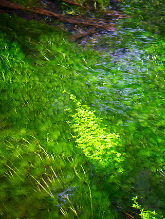 Pristine Waters, Hoh Rainforest, Olympic National Park, WA