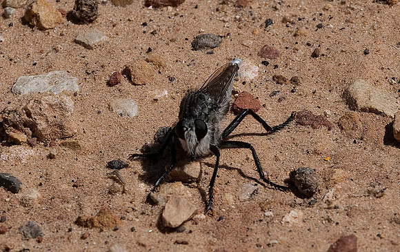 Robber Fly