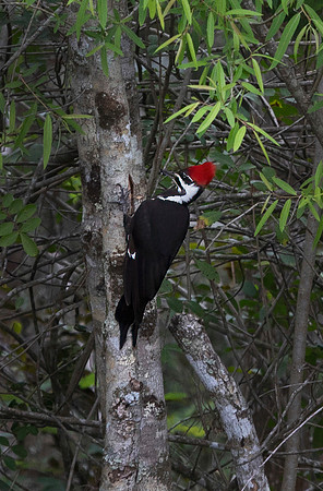 Pileated Woodpecker
