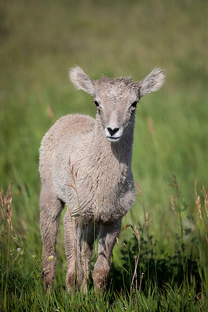 Big Horn Sheep Lamb