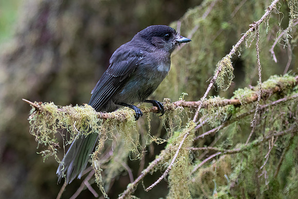 Gray Jay, Juvenile