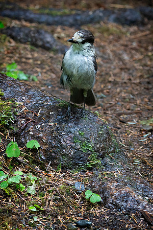 Gray Jay