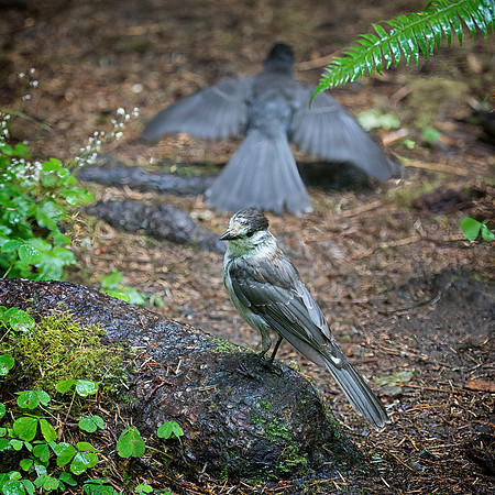 Gray Jays