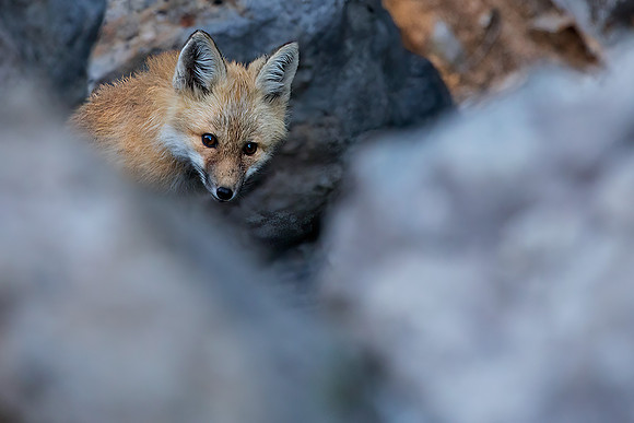 Cascade Fox - Red Phase