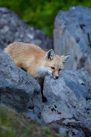 Cascade Fox - Red Phase