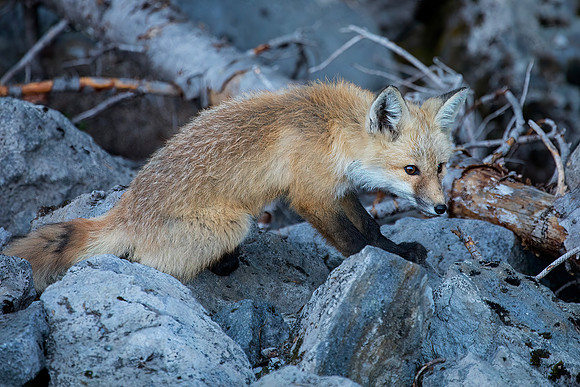 Cascade Fox - Red Phase