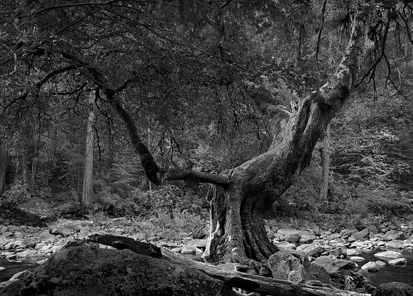 Adams Tree, Merced River, Yosemite National Park, CA
