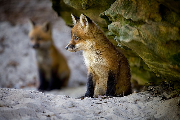 Red Fox Kits