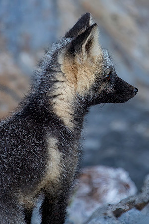 Cascade Fox - Cross Phase