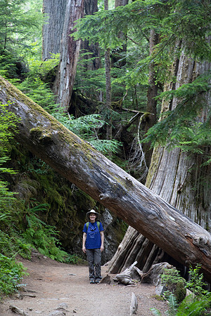 Sheryl, Grove of the Patriarchs, Mt. Rainier National Park, WA (2019)