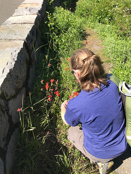 Sheryl and Scarlet Native American Paintbrush, Mt. Rainier National Park, WA (2019)