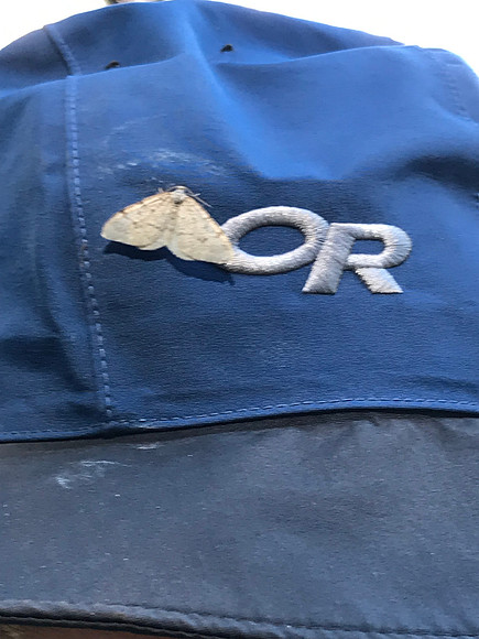 Butterfly On Dan's Hat (2019)