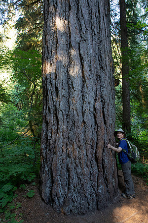 One of Sheryl's Large Pals, Grove of the Patriarchs, Mt. Rainier National Park, WA (2019)