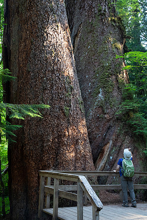 Sheryl and Twin Douglas Firs, Grove of the Patriarchs, Mt. Rainier National Park, WA (2019)(2019)