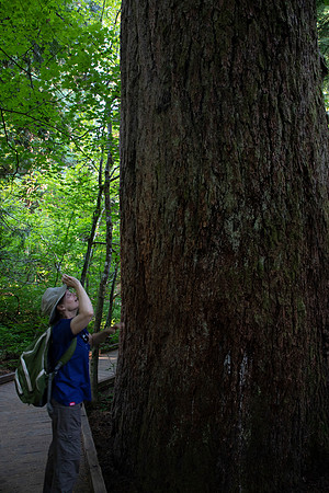 Sheryl, Grove of the Patriarchs, Mt. Rainier National Park, WA (2019)