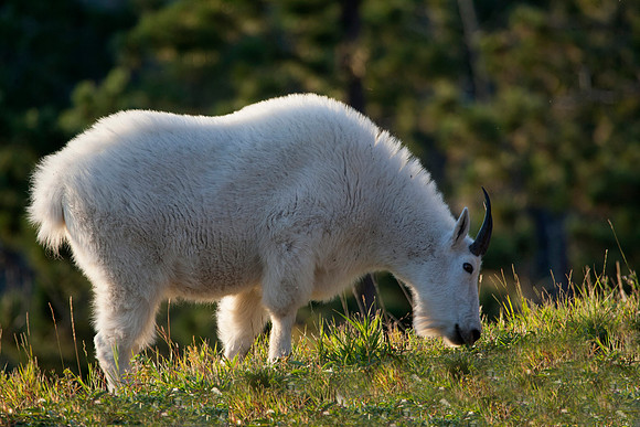 Mountain Goat Billy, Custer State Park, SD