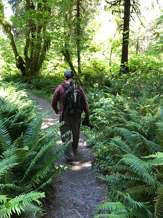 Dan on Hall of Mosses Trail, Hoh Rainforest, Olympic National Park, WA (2019)