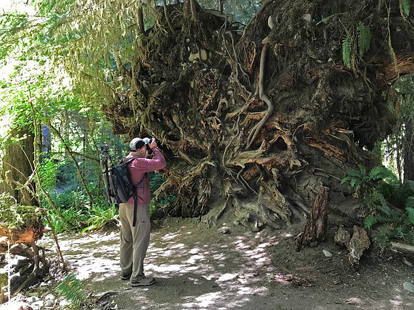Dan Photographing an Overturned Giant, Hoh Rainforest, Olympic National Park, WA (2019)
