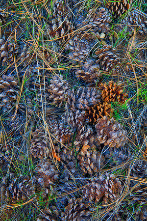Pine Cones, Zion National Park, UT