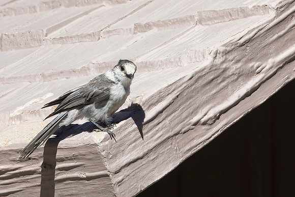 Gray Jay