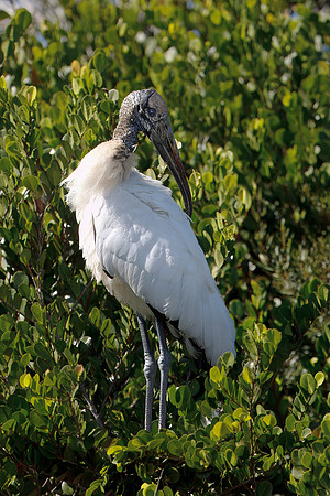 Wood Stork