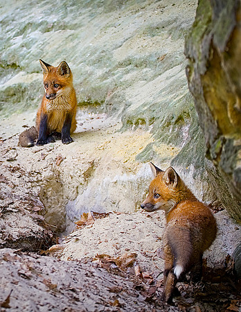 Red Fox Kits