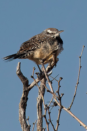 Arizona Cactus Wren, Female