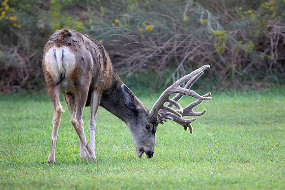 Mule Deer Buck with Velvet