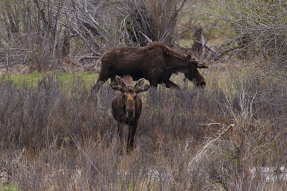 Bull Moose Brothers