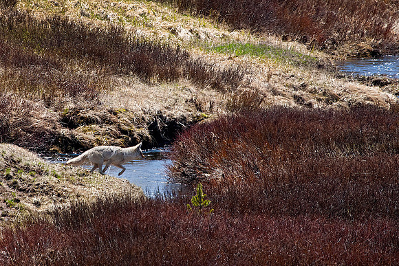 Coyote Jumping