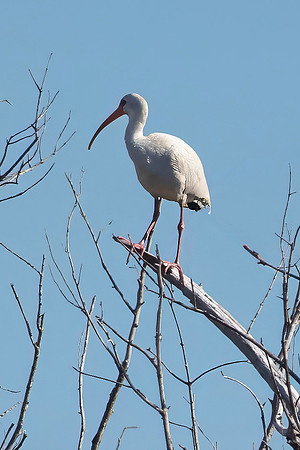 White Ibis