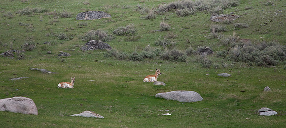 Pronghorn