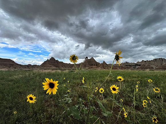 Sunflowers, Badlands National Park, SD